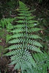 Asplenium gracillimum. Mature frond with narrow ultimate lamina segments.
 Image: L.R. Perrie © Leon Perrie CC BY-NC 3.0 NZ